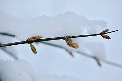 Jasminum nudiflorum - jasmín nahokvětý - detail pučící větévky pod sněhem